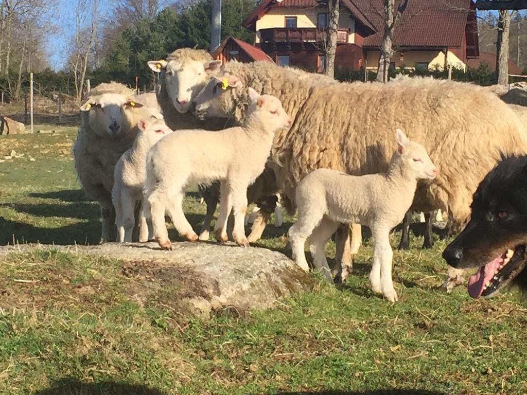Penzion Farma Zleby Ceske Zleby Dış mekan fotoğraf